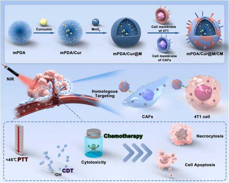 https://cdn.ncbi.nlm.nih.gov/pmc/blobs/9915/10172638/f663f2b4997e/sc1.jpg