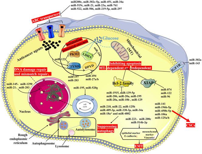 https://cdn.ncbi.nlm.nih.gov/pmc/blobs/9917/7450467/05717b72fd64/10.1177_1758835920947342-fig3.jpg