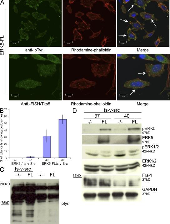 https://cdn.ncbi.nlm.nih.gov/pmc/blobs/991e/2442207/16e23029448f/jcb1811195f03.jpg