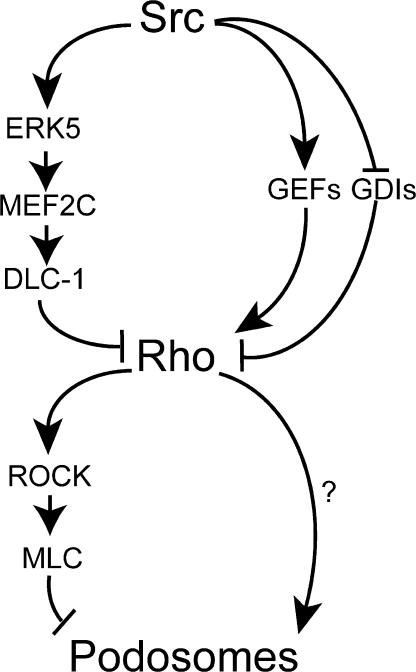 https://cdn.ncbi.nlm.nih.gov/pmc/blobs/991e/2442207/ec9ae6e6d995/jcb1811195f10.jpg