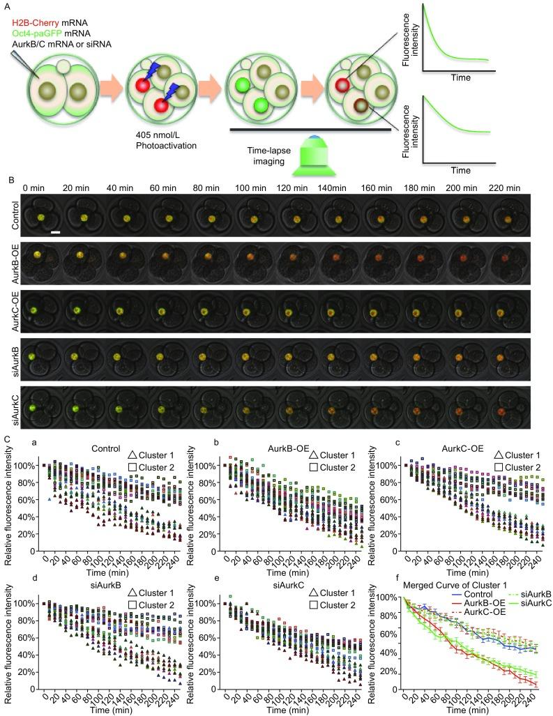 https://cdn.ncbi.nlm.nih.gov/pmc/blobs/991e/5563281/6a4f071fa8d2/13238_2017_407_Fig3_HTML.jpg