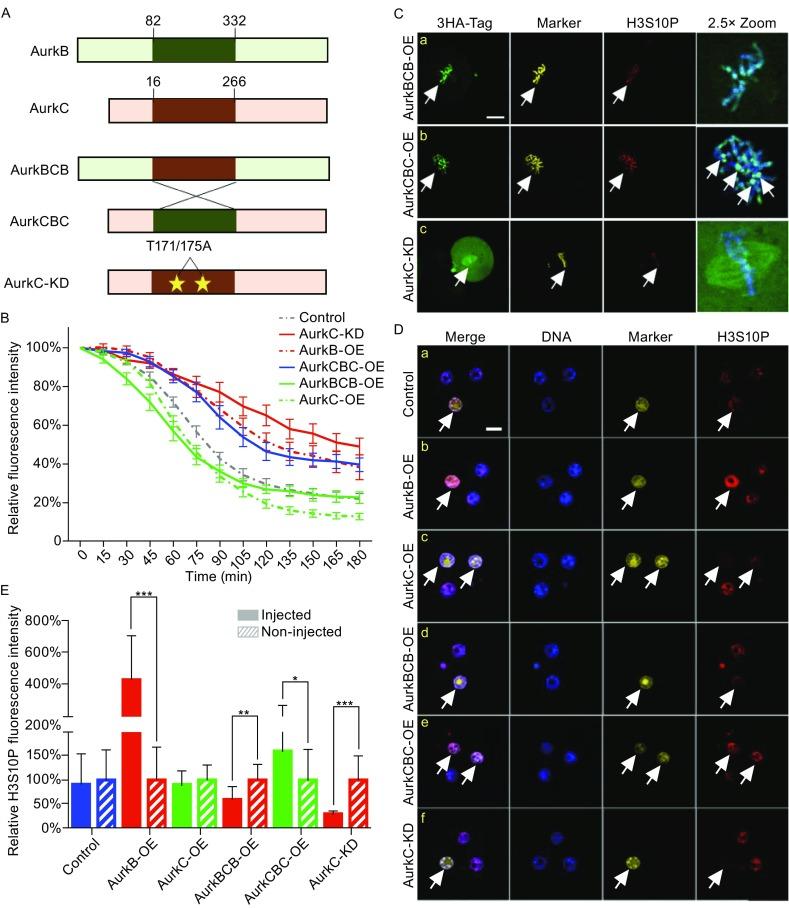 https://cdn.ncbi.nlm.nih.gov/pmc/blobs/991e/5563281/8c2bca96be76/13238_2017_407_Fig2_HTML.jpg