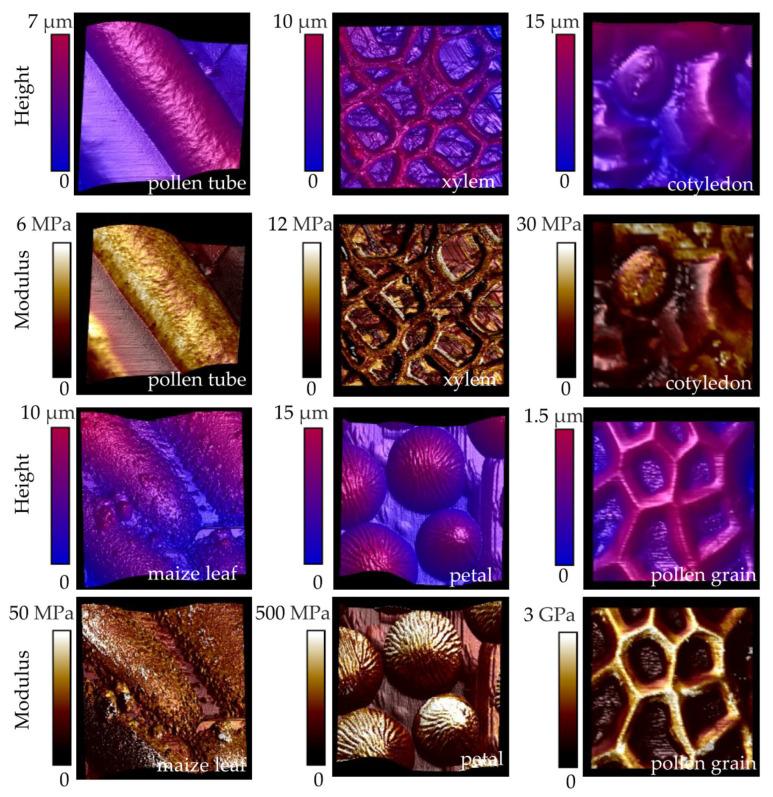 https://cdn.ncbi.nlm.nih.gov/pmc/blobs/991f/11678144/fad3ce92133c/plants-13-03561-g004.jpg