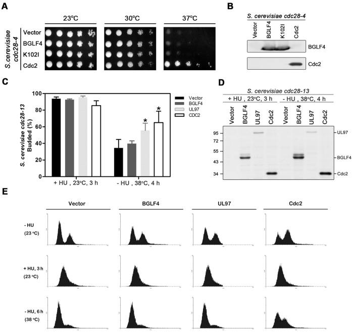https://cdn.ncbi.nlm.nih.gov/pmc/blobs/991f/3387188/86a20c90d04b/pone.0039217.g002.jpg