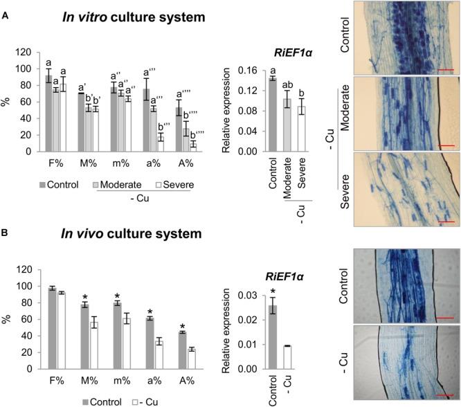 https://cdn.ncbi.nlm.nih.gov/pmc/blobs/991f/6531763/e73cce4f7e48/fpls-10-00604-g004.jpg