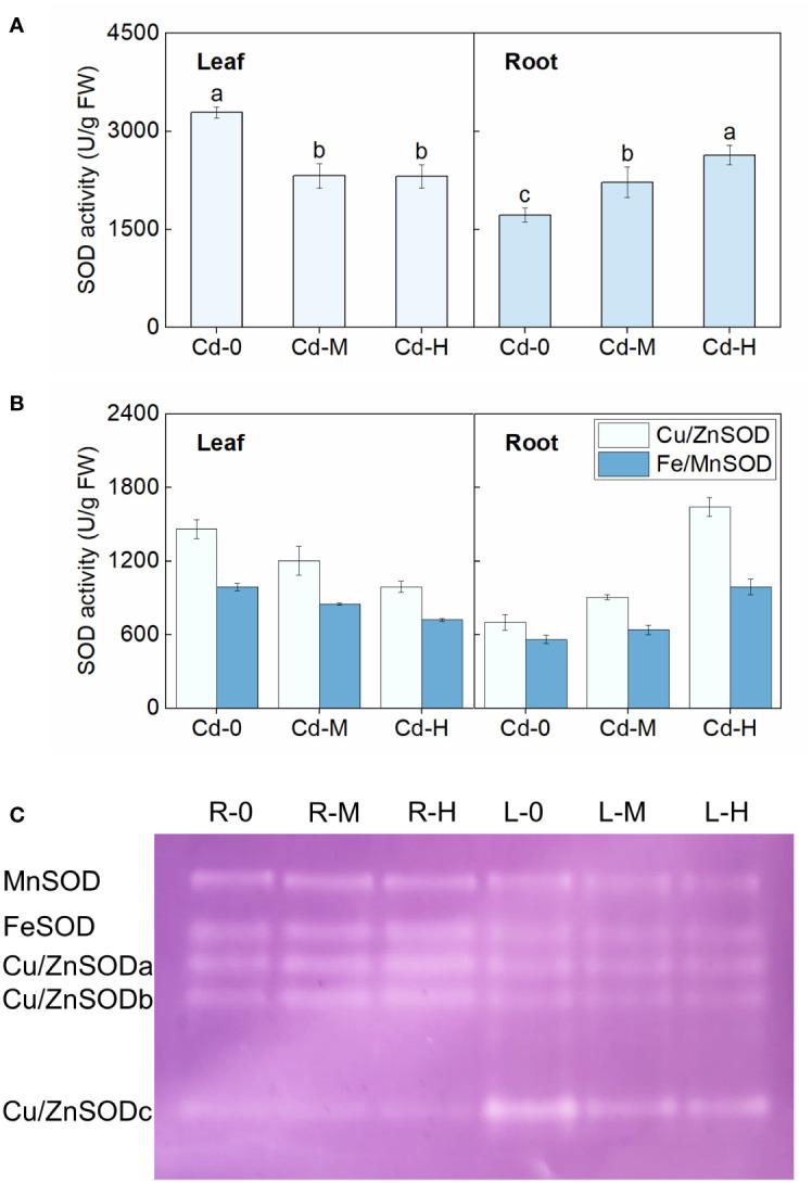 https://cdn.ncbi.nlm.nih.gov/pmc/blobs/9922/11007131/24d37657e8b3/fpls-15-1355849-g002.jpg
