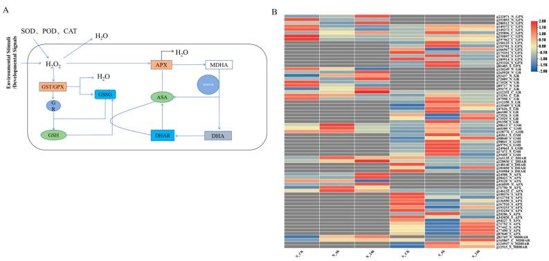 https://cdn.ncbi.nlm.nih.gov/pmc/blobs/9923/12026692/7aaa3795790f/genes-16-00367-g007.jpg