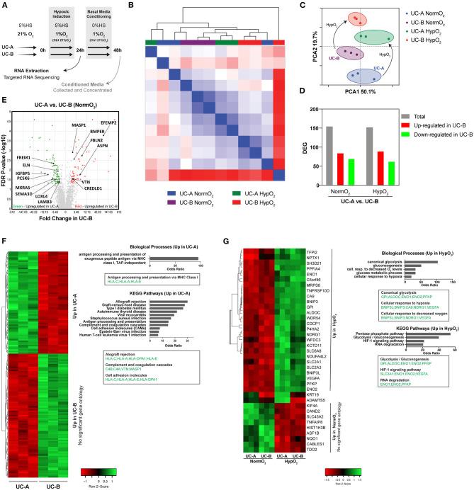 https://cdn.ncbi.nlm.nih.gov/pmc/blobs/9923/7890004/d58b12936c4d/fcell-09-624601-g0004.jpg
