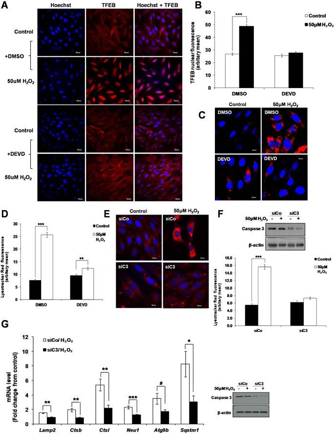 https://cdn.ncbi.nlm.nih.gov/pmc/blobs/9926/5369955/79199ddd9940/oncotarget-08-16170-g007.jpg
