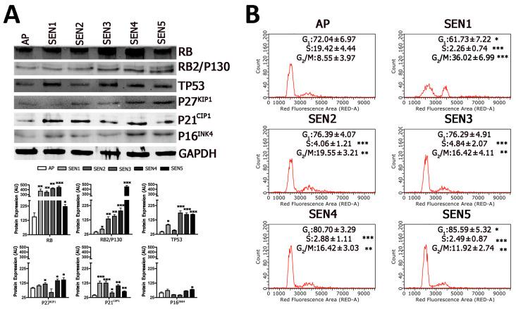 https://cdn.ncbi.nlm.nih.gov/pmc/blobs/9927/8002939/4c67335bc6f4/ijms-22-03102-g004.jpg