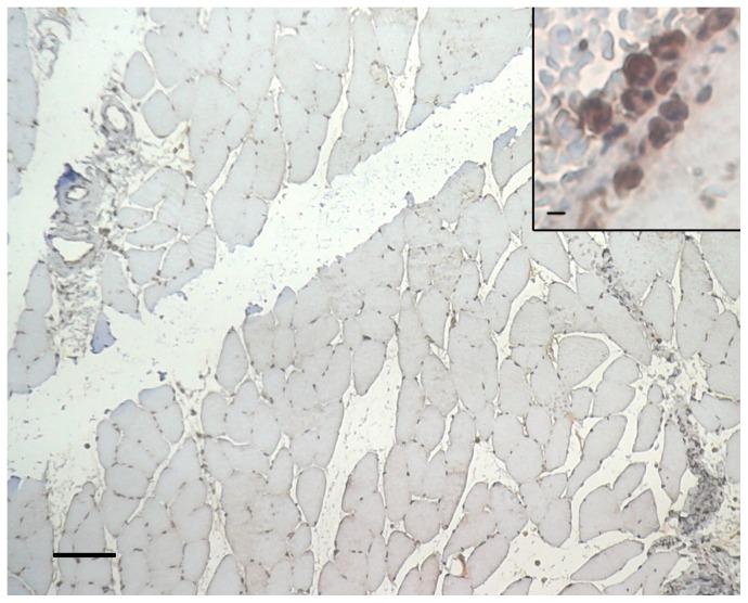 https://cdn.ncbi.nlm.nih.gov/pmc/blobs/9928/4215885/11605f308765/pone.0111151.g005.jpg
