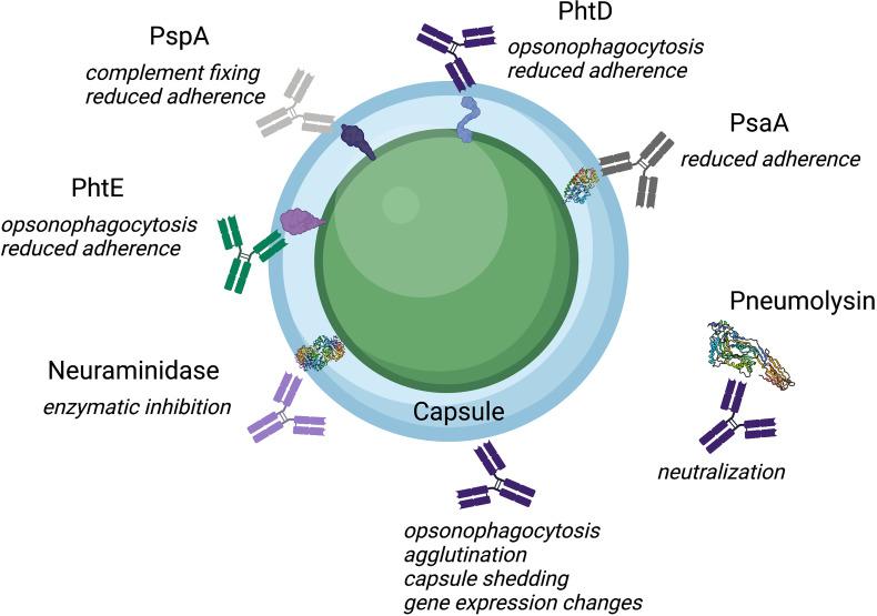 https://cdn.ncbi.nlm.nih.gov/pmc/blobs/9928/8834882/63036c2d9862/fcimb-12-824788-g001.jpg