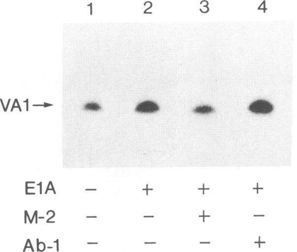 https://cdn.ncbi.nlm.nih.gov/pmc/blobs/992b/249009/a83fef0751d4/jvirol00053-0184-a.jpg