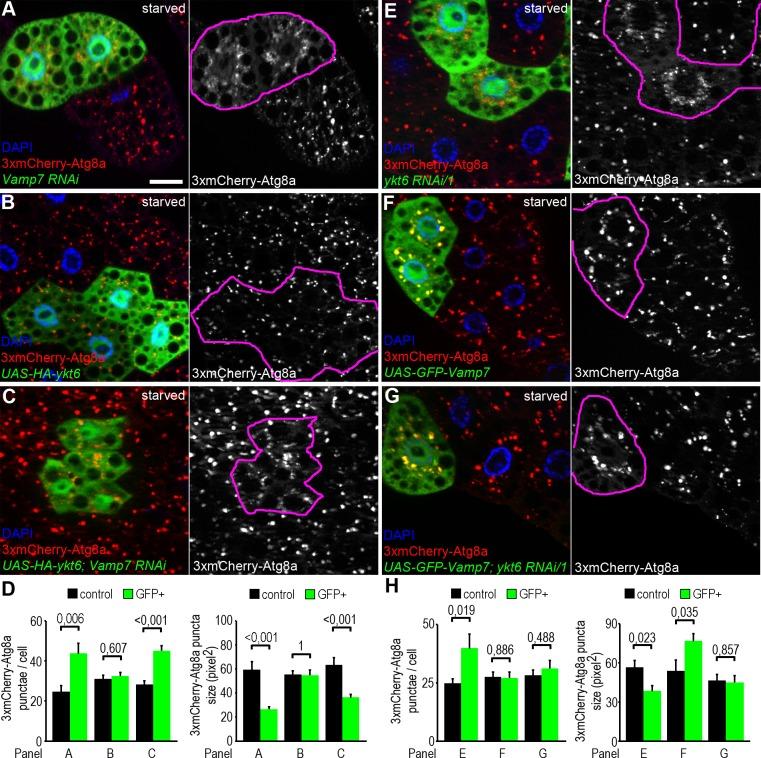 https://cdn.ncbi.nlm.nih.gov/pmc/blobs/992d/5937789/618caf98ee34/pgen.1007359.g004.jpg