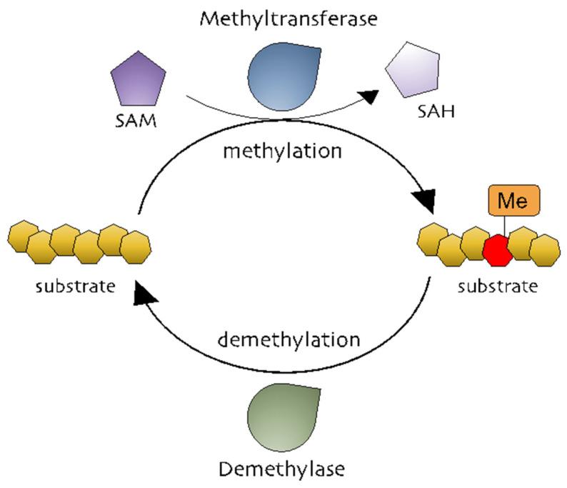https://cdn.ncbi.nlm.nih.gov/pmc/blobs/992e/7926996/83ecfd7dc8a2/cells-10-00461-g001.jpg