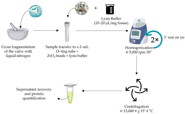 https://cdn.ncbi.nlm.nih.gov/pmc/blobs/992e/9505568/14144f8f514a/proteomes-10-00030-g005.jpg
