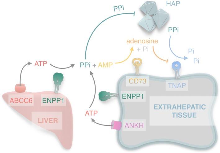 https://cdn.ncbi.nlm.nih.gov/pmc/blobs/9932/12037987/ce57e95da071/ACR2-7-e70036-g003.jpg
