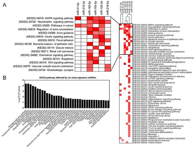 https://cdn.ncbi.nlm.nih.gov/pmc/blobs/9934/5609990/de5a3557f2e9/oncotarget-08-64143-g006.jpg