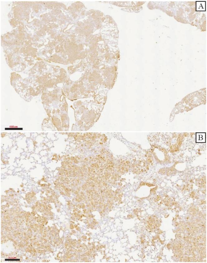 https://cdn.ncbi.nlm.nih.gov/pmc/blobs/9934/9032019/d01687138b99/genes-13-00691-g006.jpg