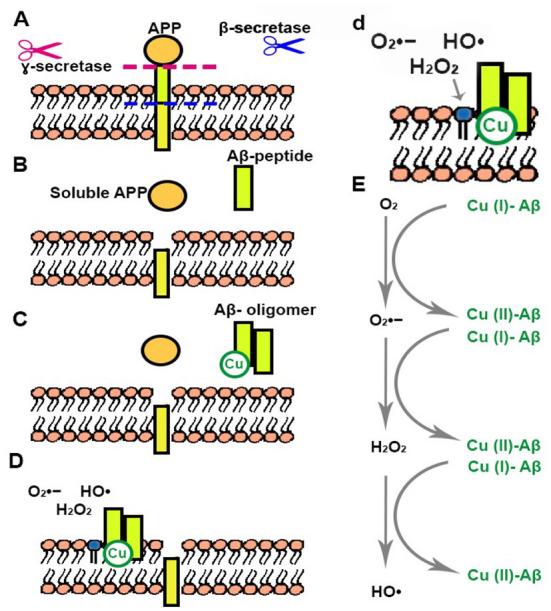 https://cdn.ncbi.nlm.nih.gov/pmc/blobs/9938/9670316/c43a8a57dbdf/fnagi-14-1003721-g0001.jpg