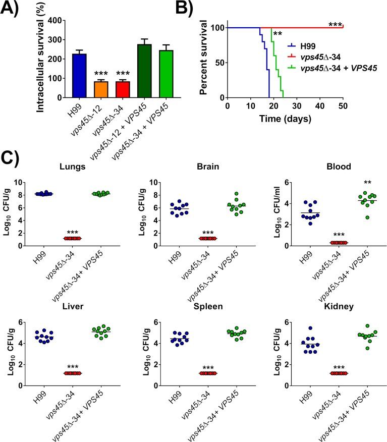 https://cdn.ncbi.nlm.nih.gov/pmc/blobs/993a/6091972/bc242bbe378b/ppat.1007220.g009.jpg