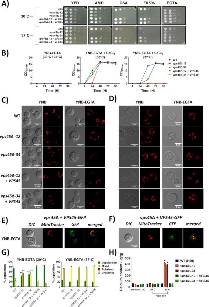 https://cdn.ncbi.nlm.nih.gov/pmc/blobs/993a/6091972/c86e3a36274a/ppat.1007220.g006.jpg