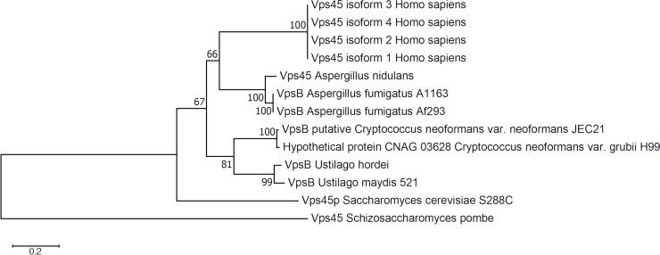 https://cdn.ncbi.nlm.nih.gov/pmc/blobs/993a/6091972/da50e3dfd49e/ppat.1007220.g001.jpg