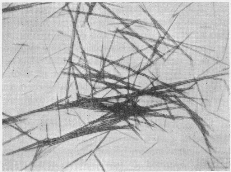https://cdn.ncbi.nlm.nih.gov/pmc/blobs/993f/1197448/93b25bd7cb13/biochemj00917-0033-a.jpg