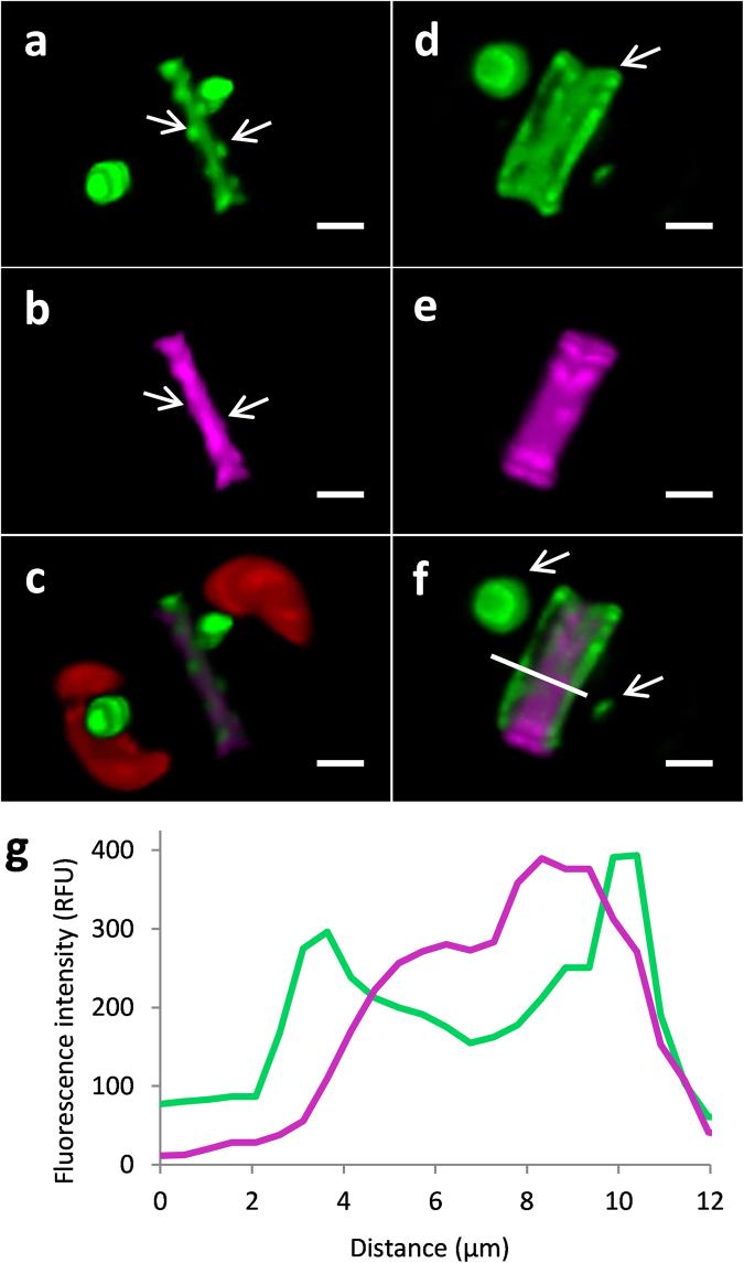 https://cdn.ncbi.nlm.nih.gov/pmc/blobs/993f/5647440/ef1d14f10a5e/41598_2017_13613_Fig4_HTML.jpg