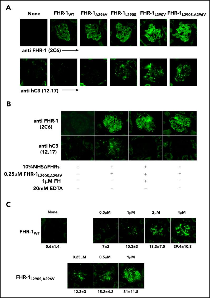 https://cdn.ncbi.nlm.nih.gov/pmc/blobs/9940/8288665/01ed7a6da66e/bloodBLD2020010069f6.jpg