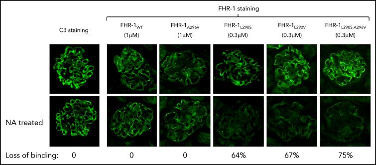 https://cdn.ncbi.nlm.nih.gov/pmc/blobs/9940/8288665/07f65752b74a/bloodBLD2020010069f4.jpg
