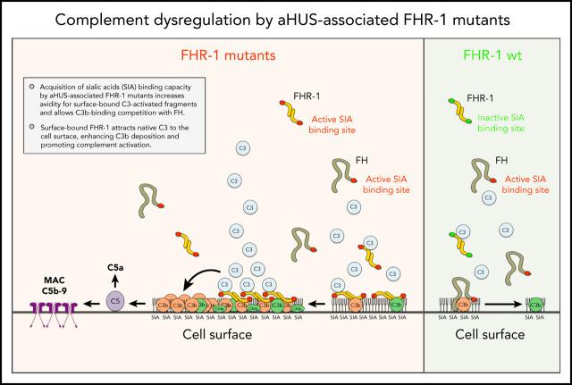https://cdn.ncbi.nlm.nih.gov/pmc/blobs/9940/8288665/23f1199bc501/bloodBLD2020010069absf1.jpg