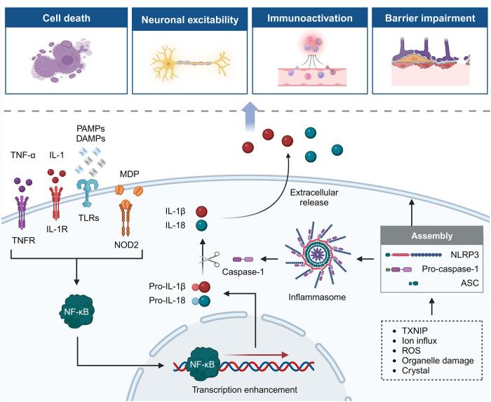 https://cdn.ncbi.nlm.nih.gov/pmc/blobs/9941/11162504/6be7c9b0eb11/41392_2024_1845_Fig6_HTML.jpg