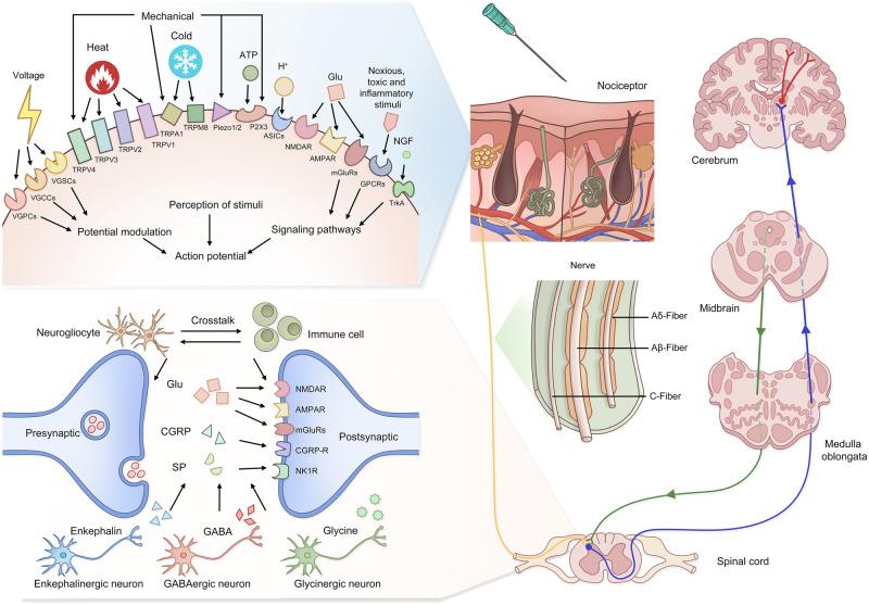 https://cdn.ncbi.nlm.nih.gov/pmc/blobs/9941/11162504/a0e08c6397d2/41392_2024_1845_Fig3_HTML.jpg