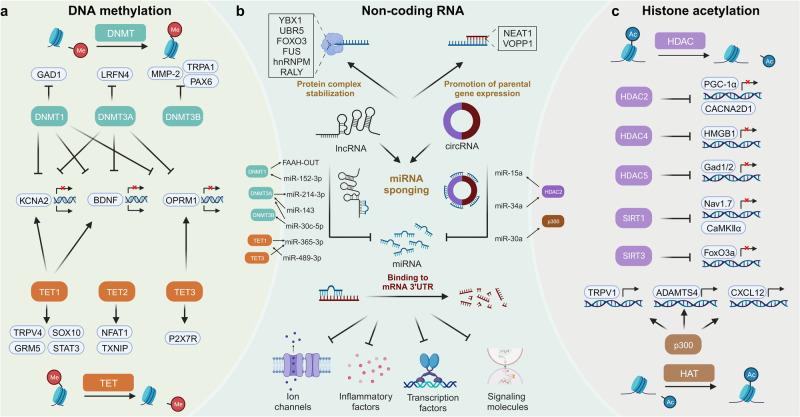https://cdn.ncbi.nlm.nih.gov/pmc/blobs/9941/11162504/e7ec58d72179/41392_2024_1845_Fig5_HTML.jpg