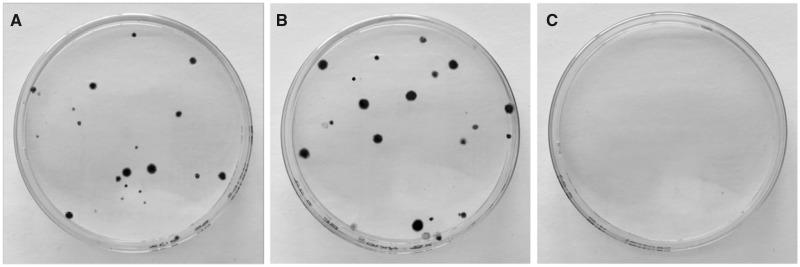 https://cdn.ncbi.nlm.nih.gov/pmc/blobs/994a/6657581/29ab0f3975db/kfz111f2.jpg