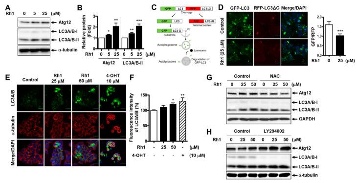 https://cdn.ncbi.nlm.nih.gov/pmc/blobs/994b/8071122/e11047ec2f65/cancers-13-01892-g005.jpg