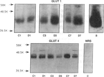 https://cdn.ncbi.nlm.nih.gov/pmc/blobs/994e/295667/fca5183ce61e/jcinvest00064-0125-a.jpg
