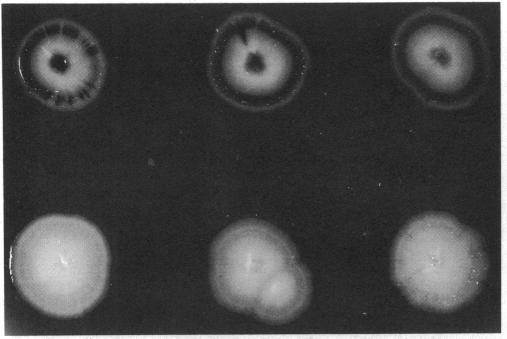 https://cdn.ncbi.nlm.nih.gov/pmc/blobs/994f/207420/343cfb4b4854/jbacter00088-0203-a.jpg