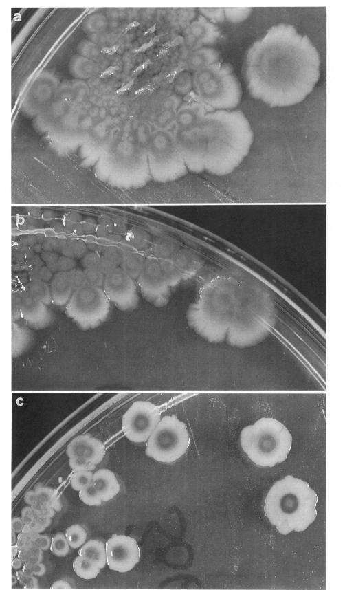 https://cdn.ncbi.nlm.nih.gov/pmc/blobs/994f/207420/fd317ec41a86/jbacter00088-0210-a.jpg