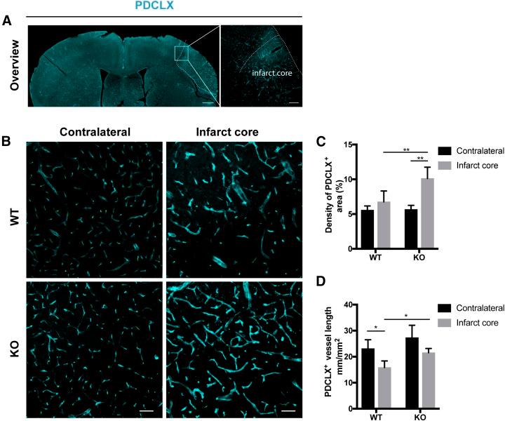 https://cdn.ncbi.nlm.nih.gov/pmc/blobs/9952/6662981/596cc8610272/fj.201900153Rf5.jpg