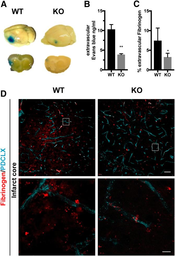 https://cdn.ncbi.nlm.nih.gov/pmc/blobs/9952/6662981/ef7193d7c850/fj.201900153Rf6.jpg