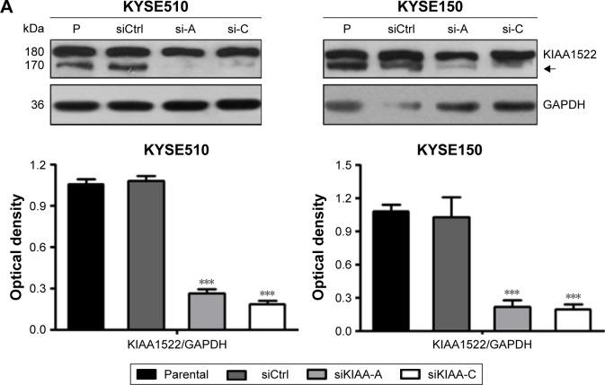 https://cdn.ncbi.nlm.nih.gov/pmc/blobs/9957/5538704/272dba899969/ott-10-3743Fig2.jpg