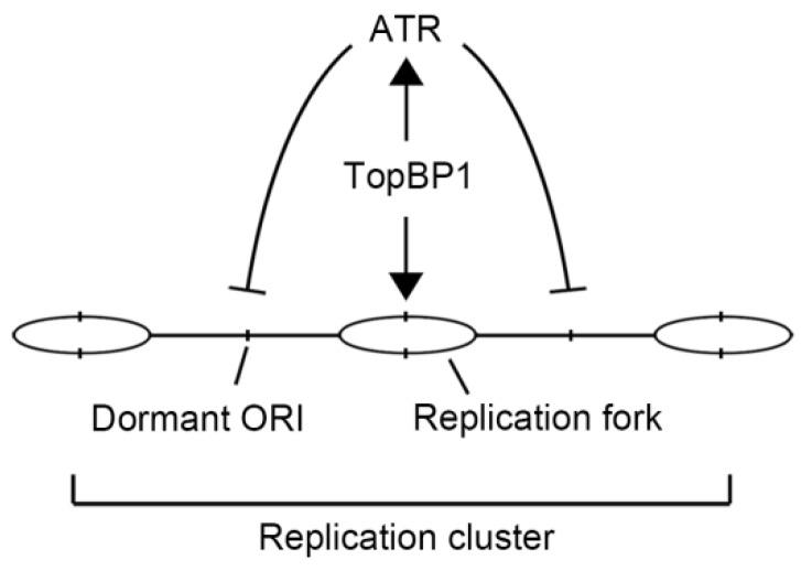 https://cdn.ncbi.nlm.nih.gov/pmc/blobs/9959/6121618/76669e30f348/ijms-19-02376-g006.jpg