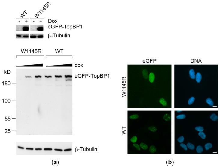 https://cdn.ncbi.nlm.nih.gov/pmc/blobs/9959/6121618/f6b1b38913c4/ijms-19-02376-g001.jpg