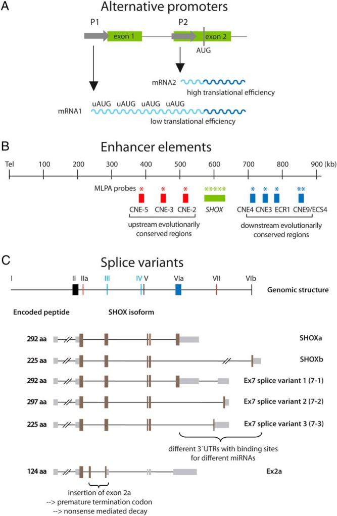 https://cdn.ncbi.nlm.nih.gov/pmc/blobs/995d/4971310/49a4198e0220/zef0041629290002.jpg
