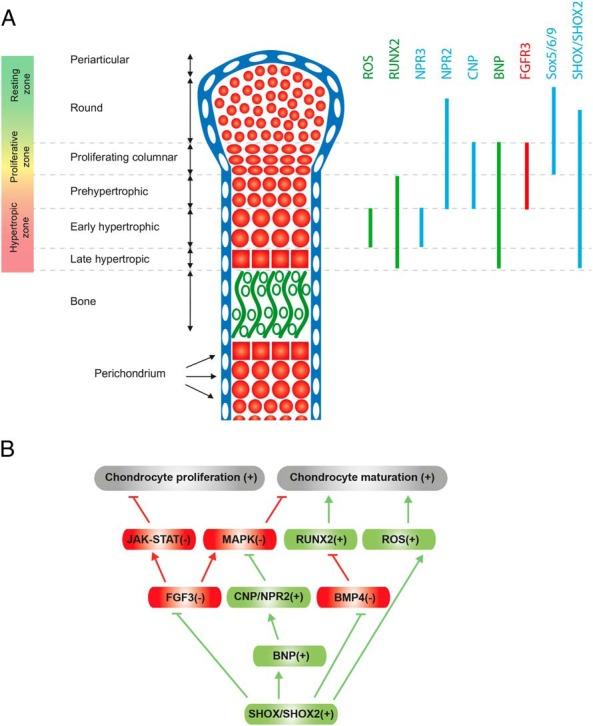 https://cdn.ncbi.nlm.nih.gov/pmc/blobs/995d/4971310/c78b19dbaf6b/zef0041629290004.jpg