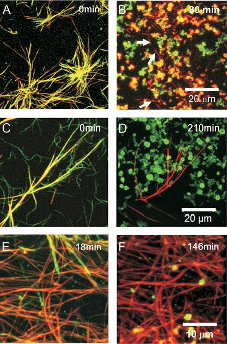 https://cdn.ncbi.nlm.nih.gov/pmc/blobs/995f/2903388/94fc685c9e01/zbc0311024260005.jpg