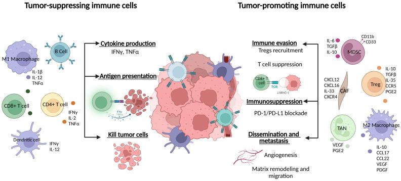 https://cdn.ncbi.nlm.nih.gov/pmc/blobs/9960/11671371/bf75906a2582/fimmu-15-1513421-g001.jpg
