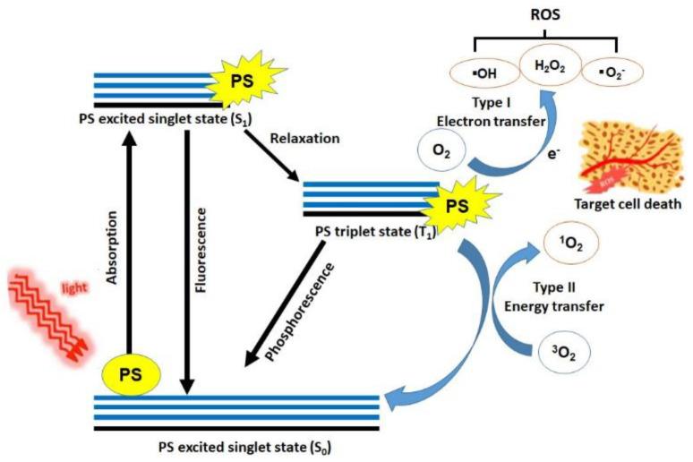 https://cdn.ncbi.nlm.nih.gov/pmc/blobs/9961/7911939/25ade9090d80/biomedicines-09-00113-g001.jpg